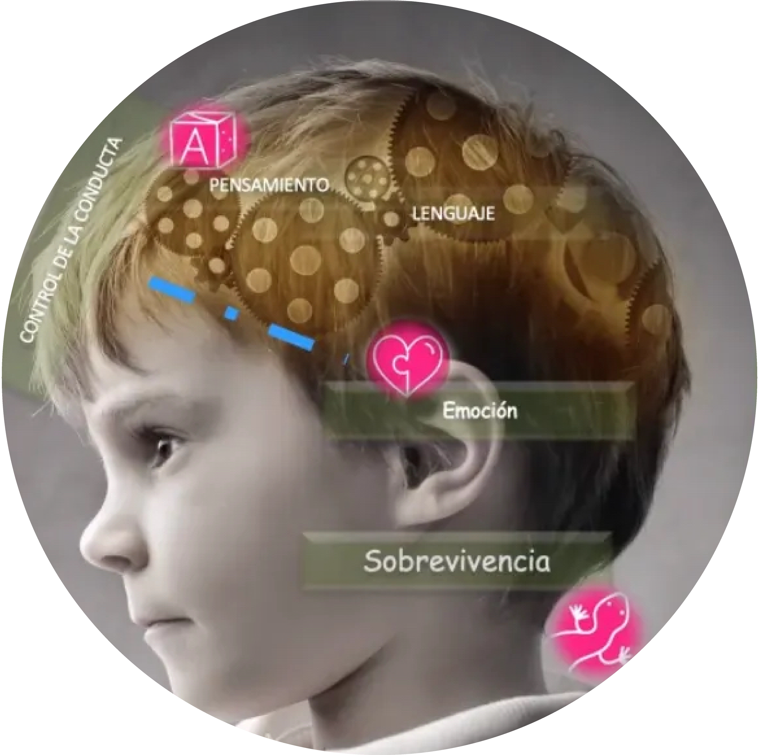 El_cerebro_del_nino 1